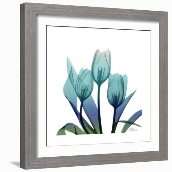 Tulip Buddies-Albert Koetsier-Framed Art Print