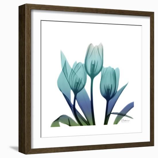 Tulip Buddies-Albert Koetsier-Framed Art Print