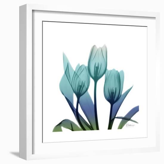 Tulip Buddies-Albert Koetsier-Framed Art Print