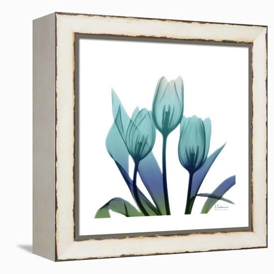 Tulip Buddies-Albert Koetsier-Framed Stretched Canvas
