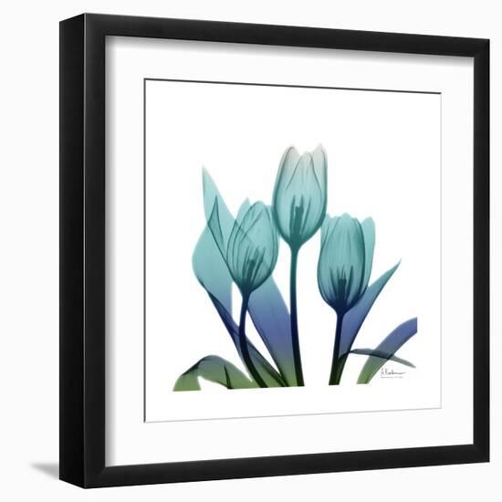 Tulip Buddies-Albert Koetsier-Framed Art Print