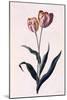 Tulip, C.1744-Georg Dionysius Ehret-Mounted Giclee Print