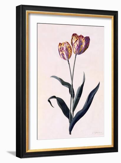 Tulip, C.1744-Georg Dionysius Ehret-Framed Giclee Print