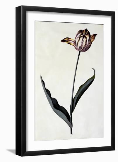 Tulip, C.1745-Georg Dionysius Ehret-Framed Giclee Print