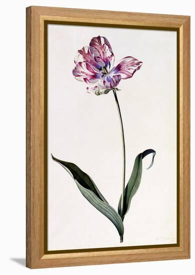 Tulip, C.1745-Georg Dionysius Ehret-Framed Premier Image Canvas