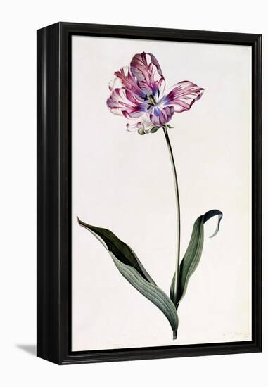 Tulip, C.1745-Georg Dionysius Ehret-Framed Premier Image Canvas