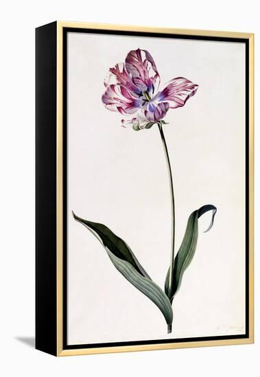 Tulip, C.1745-Georg Dionysius Ehret-Framed Premier Image Canvas