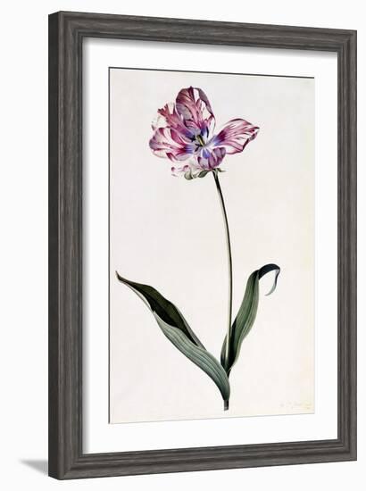 Tulip, C.1745-Georg Dionysius Ehret-Framed Giclee Print