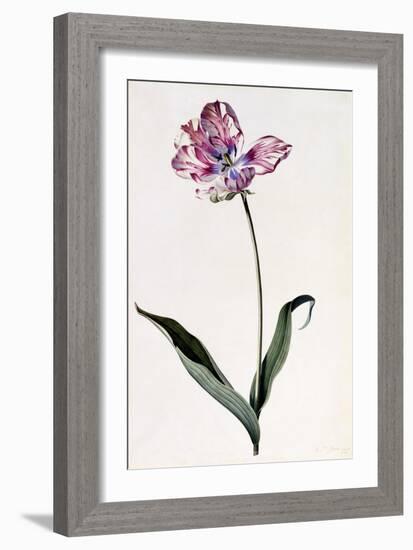 Tulip, C.1745-Georg Dionysius Ehret-Framed Giclee Print