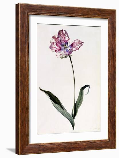 Tulip, C.1745-Georg Dionysius Ehret-Framed Giclee Print