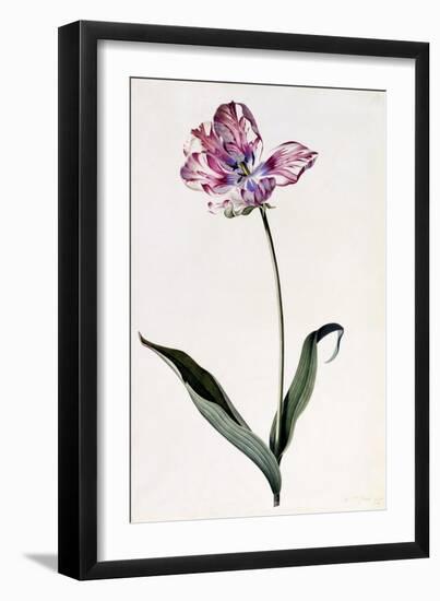 Tulip, C.1745-Georg Dionysius Ehret-Framed Giclee Print