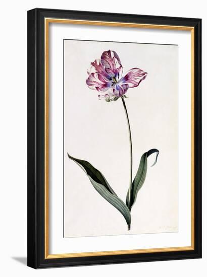 Tulip, C.1745-Georg Dionysius Ehret-Framed Giclee Print