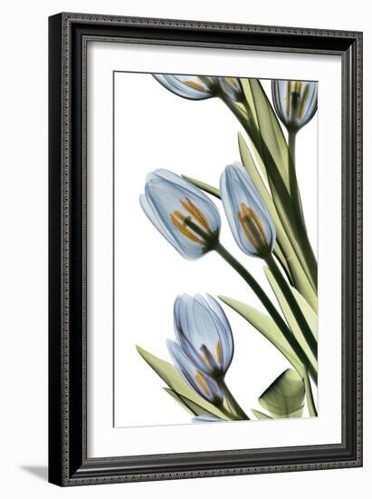 Tulip Cascade-Albert Koetsier-Framed Art Print