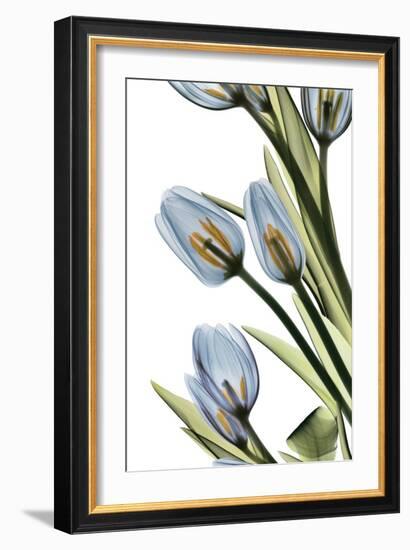 Tulip Cascade-Albert Koetsier-Framed Art Print