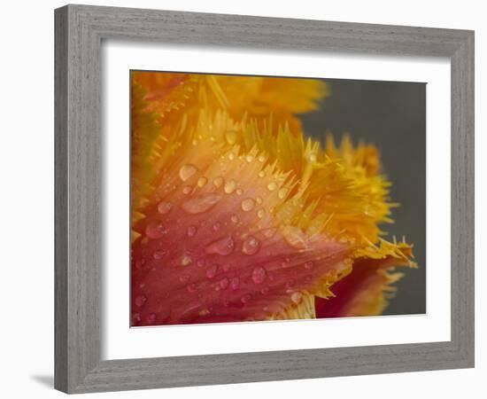 Tulip close-up in orange with dew drops-Sylvia Gulin-Framed Photographic Print