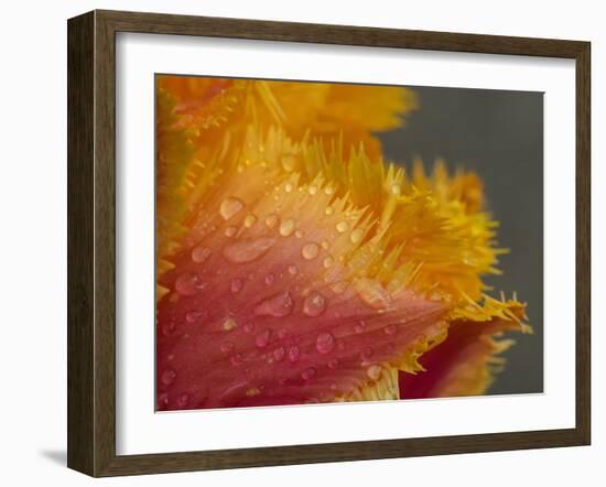 Tulip close-up in orange with dew drops-Sylvia Gulin-Framed Photographic Print