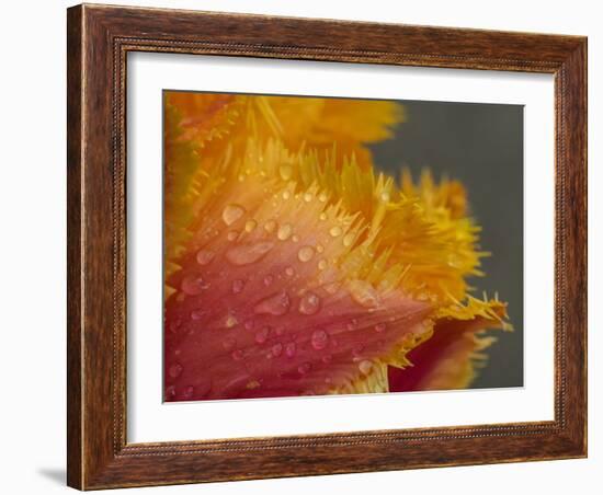 Tulip close-up in orange with dew drops-Sylvia Gulin-Framed Photographic Print