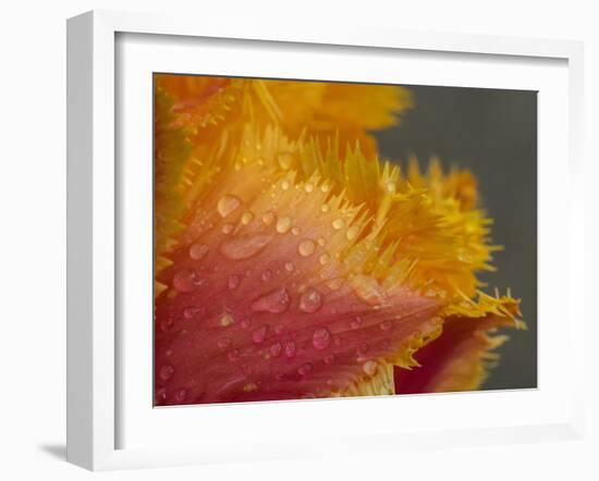 Tulip close-up in orange with dew drops-Sylvia Gulin-Framed Photographic Print