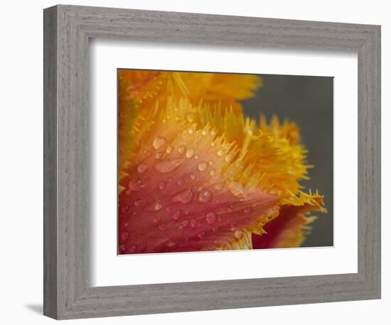 Tulip close-up in orange with dew drops-Sylvia Gulin-Framed Photographic Print