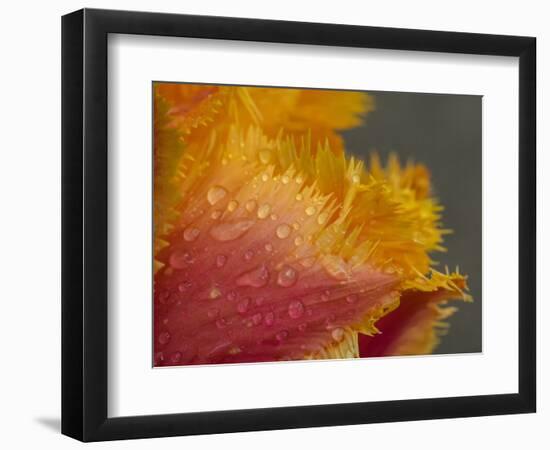 Tulip close-up in orange with dew drops-Sylvia Gulin-Framed Photographic Print