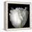 Tulip Close-up-Magda Indigo-Framed Premier Image Canvas
