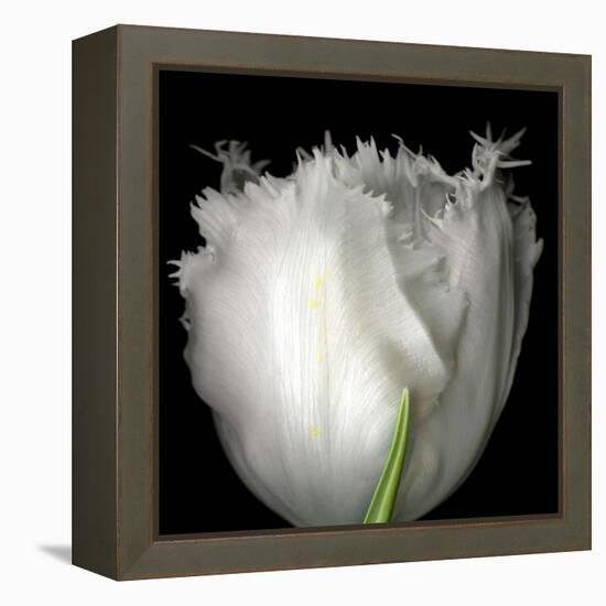 Tulip Close-up-Magda Indigo-Framed Premier Image Canvas