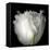 Tulip Close-up-Magda Indigo-Framed Premier Image Canvas