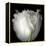 Tulip Close-up-Magda Indigo-Framed Premier Image Canvas