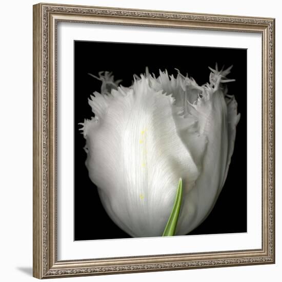 Tulip Close-up-Magda Indigo-Framed Photographic Print