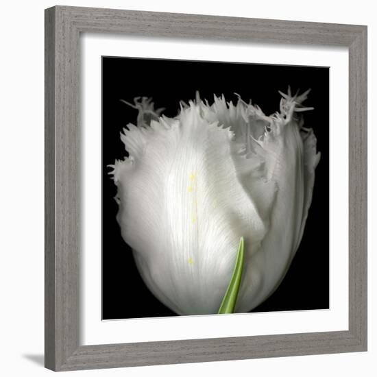 Tulip Close-up-Magda Indigo-Framed Photographic Print