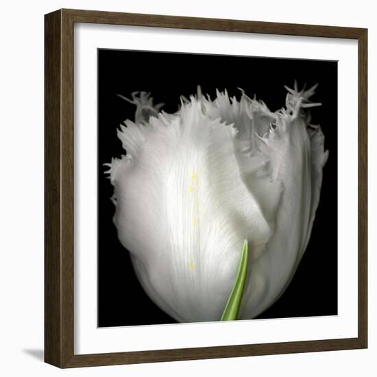 Tulip Close-up-Magda Indigo-Framed Photographic Print