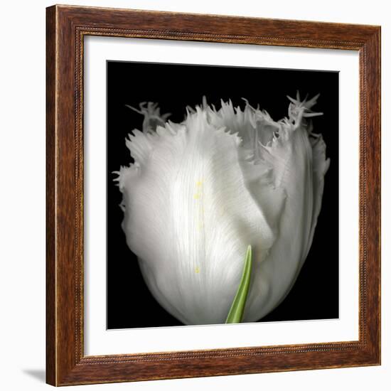 Tulip Close-up-Magda Indigo-Framed Photographic Print