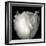 Tulip Close-up-Magda Indigo-Framed Photographic Print