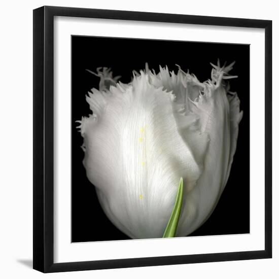 Tulip Close-up-Magda Indigo-Framed Photographic Print