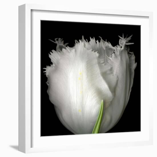 Tulip Close-up-Magda Indigo-Framed Photographic Print