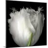 Tulip Close-up-Magda Indigo-Mounted Photographic Print