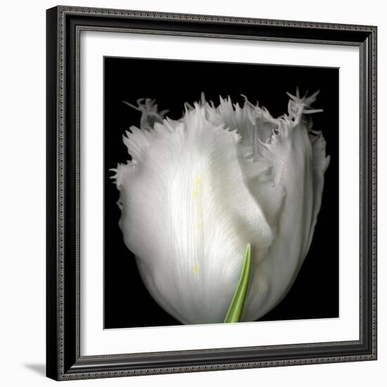 Tulip Close-up-Magda Indigo-Framed Photographic Print