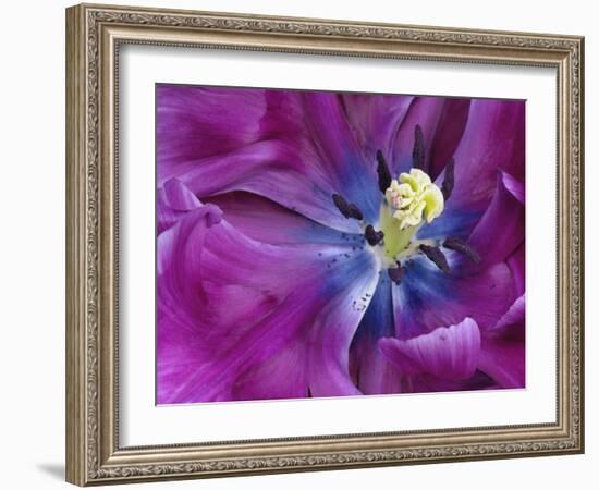 Tulip Closeup, Keukenhof Gardens, Lisse, Netherlands, Holland-Adam Jones-Framed Photographic Print