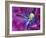 Tulip Closeup, Keukenhof Gardens, Lisse, Netherlands, Holland-Adam Jones-Framed Photographic Print