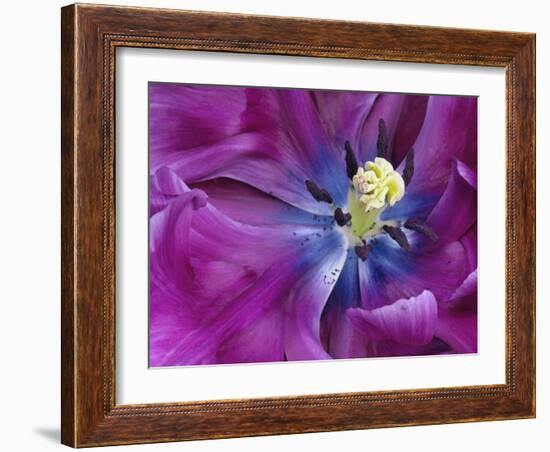 Tulip Closeup, Keukenhof Gardens, Lisse, Netherlands, Holland-Adam Jones-Framed Photographic Print