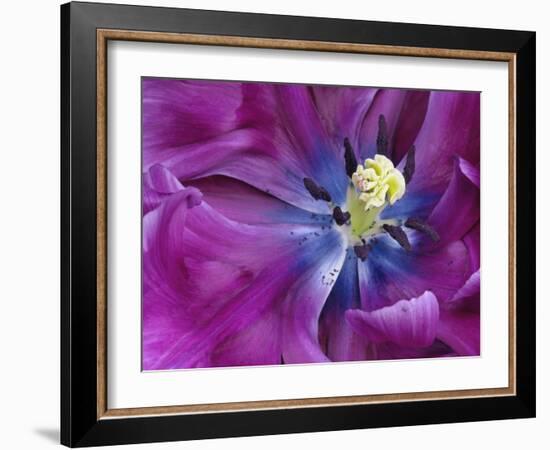 Tulip Closeup, Keukenhof Gardens, Lisse, Netherlands, Holland-Adam Jones-Framed Photographic Print