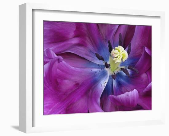 Tulip Closeup, Keukenhof Gardens, Lisse, Netherlands, Holland-Adam Jones-Framed Photographic Print