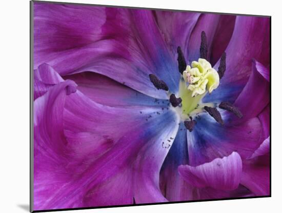 Tulip Closeup, Keukenhof Gardens, Lisse, Netherlands, Holland-Adam Jones-Mounted Photographic Print