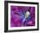 Tulip Closeup, Keukenhof Gardens, Lisse, Netherlands, Holland-Adam Jones-Framed Photographic Print