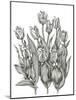 Tulip Cluster-Lucy Francis-Mounted Giclee Print