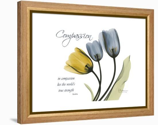 Tulip Compassion-Albert Koetsier-Framed Stretched Canvas