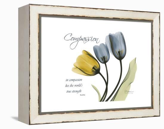 Tulip Compassion-Albert Koetsier-Framed Stretched Canvas