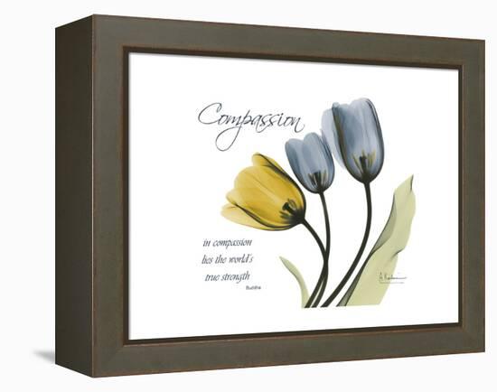 Tulip Compassion-Albert Koetsier-Framed Stretched Canvas