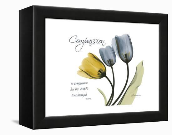 Tulip Compassion-Albert Koetsier-Framed Stretched Canvas