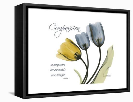 Tulip Compassion-Albert Koetsier-Framed Stretched Canvas